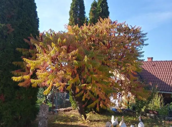 Eszter-lak Kwatera prywatna *